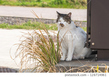 The lives of island cats: A peaceful daily life in the back alleys 128714961