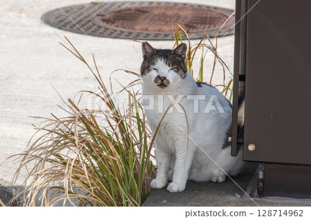The lives of island cats: A peaceful daily life in the back alleys 128714962