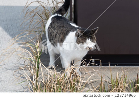 島貓的生活:小巷裡的平靜日常生活 島貓的生活:小巷裡的平靜日常生活 128714966