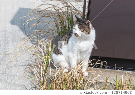 The lives of island cats: A peaceful daily life in the back alleys The lives of island cats: A peaceful daily life in the back alleys 128714968