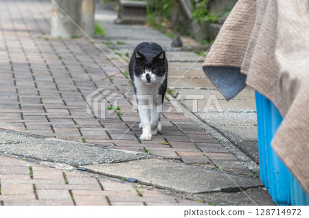 The lives of island cats: A peaceful daily life in the back alleys 128714972
