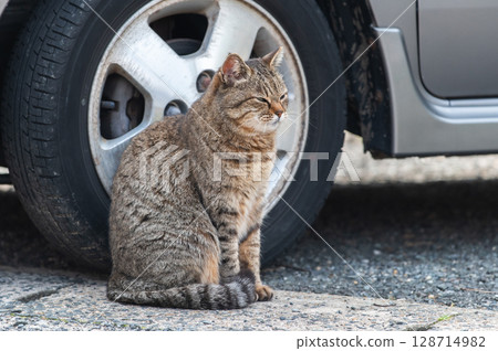 The lives of island cats: A peaceful daily life in the back alleys 128714982