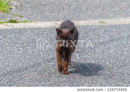 島貓的生活：小巷裡的平靜日常生活 128714988