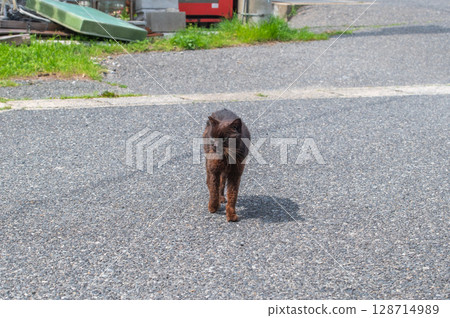 The lives of island cats: A peaceful daily life in the back alleys 128714989