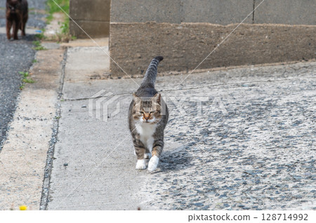 The lives of island cats: A peaceful daily life in the back alleys 128714992