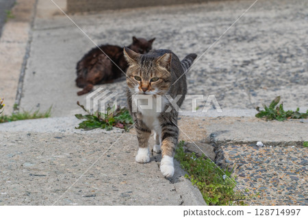 The lives of island cats: A peaceful daily life in the back alleys The lives of island cats: A peaceful daily life in the back alleys 128714997