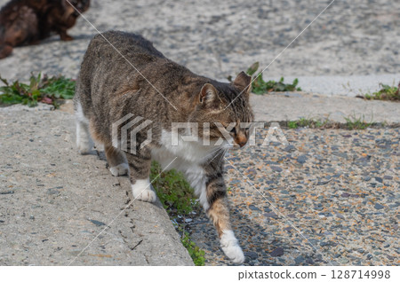 The lives of island cats: A peaceful daily life in the back alleys The lives of island cats: A peaceful daily life in the back alleys 128714998