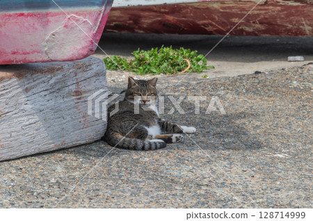 The lives of island cats: A peaceful daily life in the back alleys 128714999