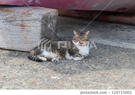 The lives of island cats: A peaceful daily life in the back alleys 128715002