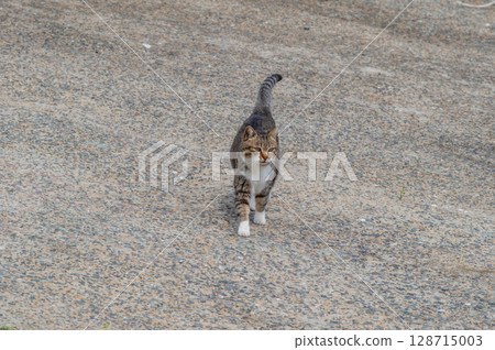 The lives of island cats: A peaceful daily life in the back alleys The lives of island cats: A peaceful daily life in the back alleys 128715003