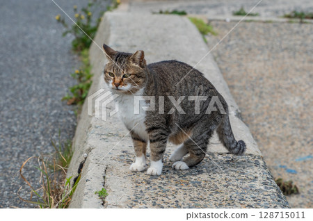 島貓的生活：小巷裡的平靜日常生活 128715011