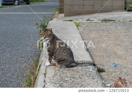 The lives of island cats: A peaceful daily life in the back alleys The lives of island cats: A peaceful daily life in the back alleys 128715013