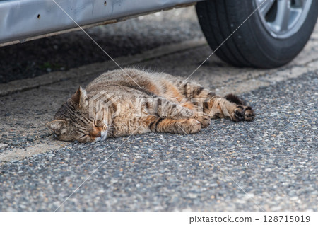 The lives of island cats: A peaceful daily life in the back alleys 128715019