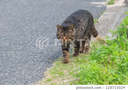 The lives of island cats: A peaceful daily life in the back alleys The lives of island cats: A peaceful daily life in the back alleys 128715024