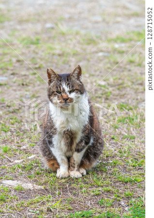 The lives of island cats: A peaceful daily life in the back alleys The lives of island cats: A peaceful daily life in the back alleys 128715052