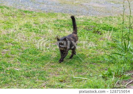 The lives of island cats: A peaceful daily life in the back alleys The lives of island cats: A peaceful daily life in the back alleys 128715054