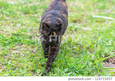 The lives of island cats: A peaceful daily life in the back alleys The lives of island cats: A peaceful daily life in the back alleys 128715057