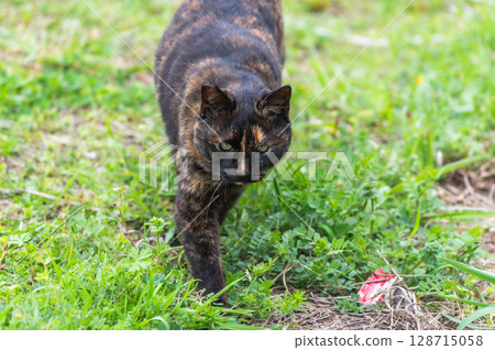 The lives of island cats: A peaceful daily life in the back alleys The lives of island cats: A peaceful daily life in the back alleys 128715058