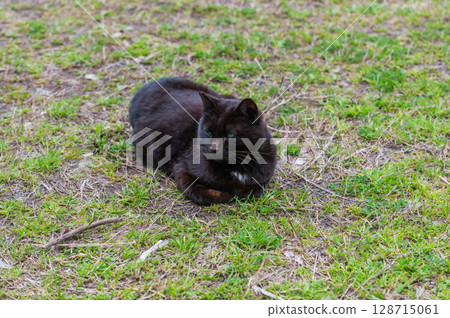 島貓的生活：小巷裡的平靜日常生活 128715061