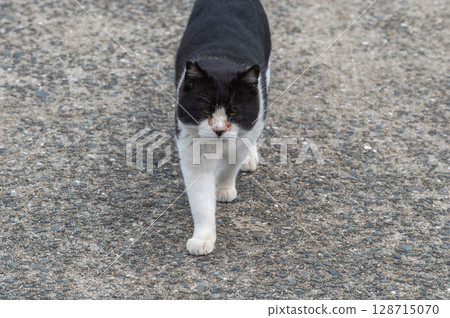 The lives of island cats: A peaceful daily life in the back alleys The lives of island cats: A peaceful daily life in the back alleys 128715070