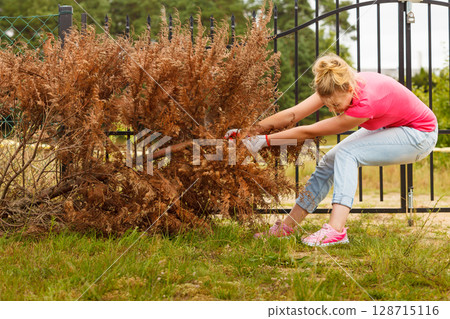 Woman removing pulling dead tree 128715116