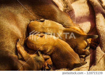 Little dachshund mom feeding puppies newborns 128715139