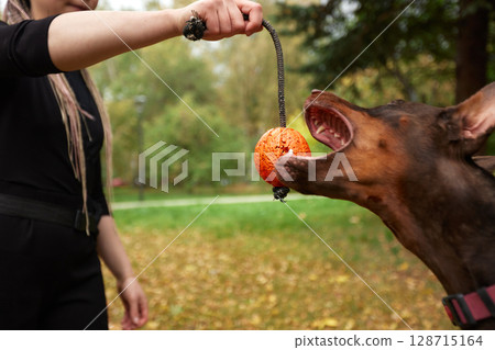 Person playing tug-of-war with a dog using a toy in the park 128715164