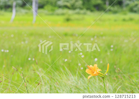 Summer in Oze: Cotton grass and Hemerocallis middendorffii in full bloom at the Research Specimen Garden 128715213