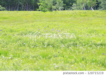 Summer in Oze: Cotton grass and Hemerocallis middendorffii in full bloom at the Research Specimen Garden 128715219