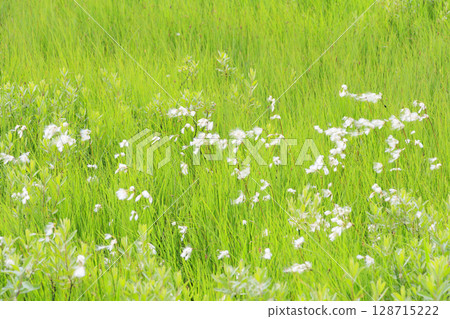 Summer in Oze: Cotton grass and Hemerocallis middendorffii in full bloom at the Research Specimen Garden Summer in Oze: Cotton grass and Hemerocallis middendorffii in full bloom at the Research Specimen Garden 128715222