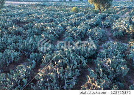 清晨的仙人掌田(墨西哥) 清晨的仙人掌田(墨西哥) 128715375