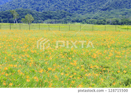 Summer in Oze: Hemerocallis nikkoi in full bloom, Yamanohana to Yoppi Suspension Bridge 128715500