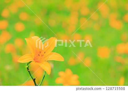 Summer in Oze: Hemerocallis nikkoi in full bloom, Yamanohana to Yoppi Suspension Bridge 128715508