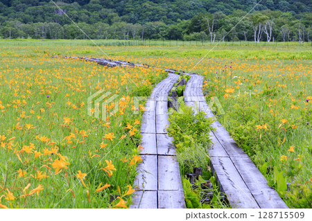 Summer in Oze: Hemerocallis nikkoi in full bloom, Yamanohana to Yoppi Suspension Bridge 128715509