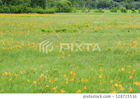 Summer in Oze: Hemerocallis nikkoi in full bloom, Yamanohana to Yoppi Suspension Bridge 128715516
