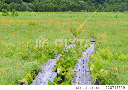 尾瀨之夏：盛開的日光萱草、山花至Yoppi吊橋 128715519