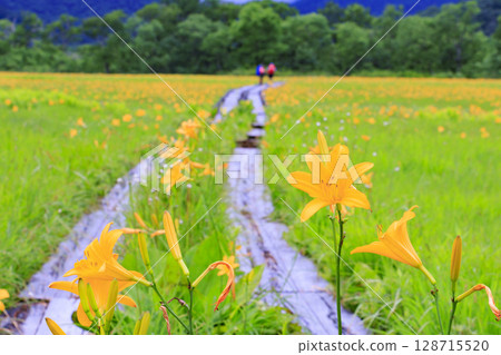 Summer in Oze: Hemerocallis nikkoi in full bloom, Yamanohana to Yoppi Suspension Bridge 128715520