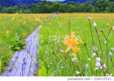 Summer in Oze: Hemerocallis nikkoi in full bloom, Yamanohana to Yoppi Suspension Bridge 128715521