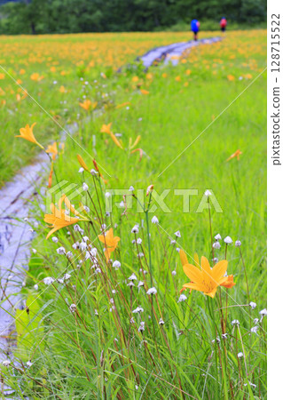 尾瀨之夏:盛開的日光萱草、山花至Yoppi吊橋 尾瀨之夏:盛開的日光萱草、山花至Yoppi吊橋 128715522