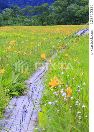Summer in Oze: Hemerocallis nikkoi in full bloom, Yamanohana to Yoppi Suspension Bridge 128715523