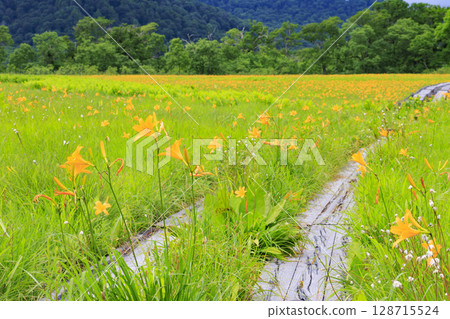 Summer in Oze: Hemerocallis nikkoi in full bloom, Yamanohana to Yoppi Suspension Bridge 128715524