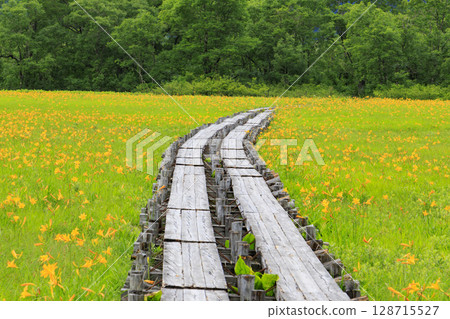 Summer in Oze: Hemerocallis nikkoi in full bloom, Yamanohana to Yoppi Suspension Bridge 128715527