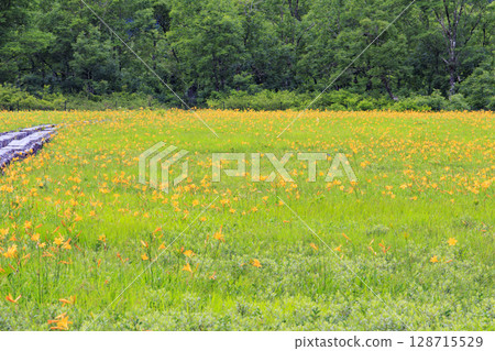 Summer in Oze: Hemerocallis nikkoi in full bloom, Yamanohana to Yoppi Suspension Bridge 128715529