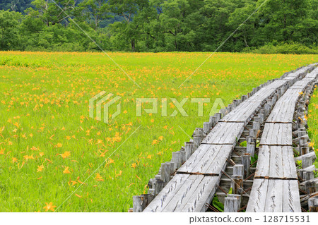 Summer in Oze: Hemerocallis nikkoi in full bloom, Yamanohana to Yoppi Suspension Bridge 128715531