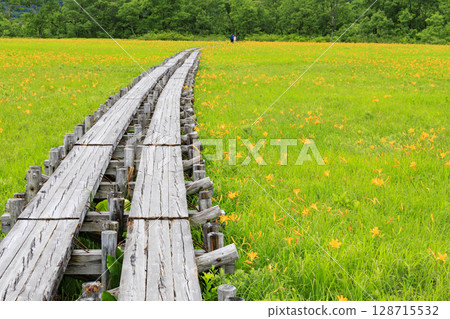 Summer in Oze: Hemerocallis nikkoi in full bloom, Yamanohana to Yoppi Suspension Bridge Summer in Oze: Hemerocallis nikkoi in full bloom, Yamanohana to Yoppi Suspension Bridge 128715532