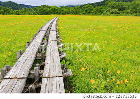 Summer in Oze: Hemerocallis nikkoi in full bloom, Yamanohana to Yoppi Suspension Bridge 128715533