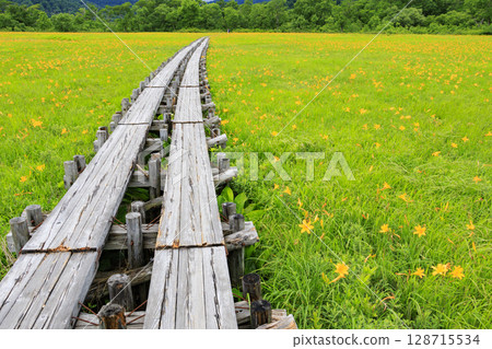 Summer in Oze: Hemerocallis nikkoi in full bloom, Yamanohana to Yoppi Suspension Bridge Summer in Oze: Hemerocallis nikkoi in full bloom, Yamanohana to Yoppi Suspension Bridge 128715534