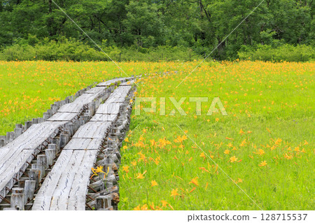 尾瀨之夏:盛開的日光萱草、山花至Yoppi吊橋 尾瀨之夏:盛開的日光萱草、山花至Yoppi吊橋 128715537