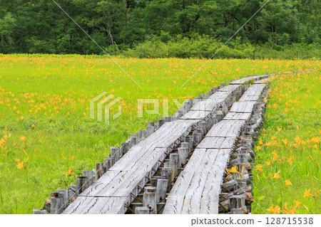 尾瀨之夏：盛開的日光萱草、山花至Yoppi吊橋 128715538