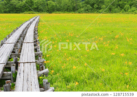 Summer in Oze: Hemerocallis nikkoi in full bloom, Yamanohana to Yoppi Suspension Bridge Summer in Oze: Hemerocallis nikkoi in full bloom, Yamanohana to Yoppi Suspension Bridge 128715539